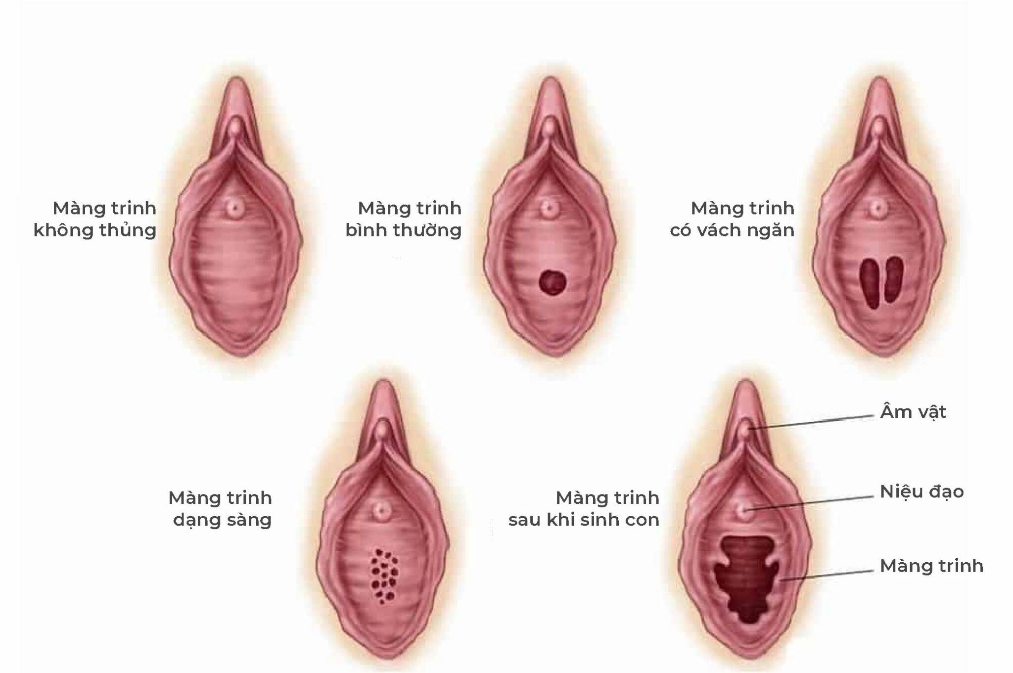 Cấu tạo bộ phận sinh dục nữ 3D: Hình ảnh và giải phẫu chi tiết