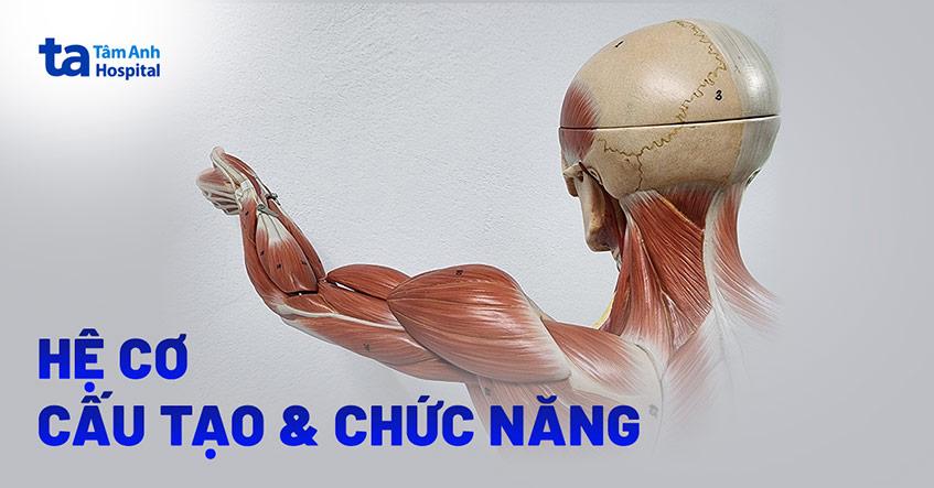 Hệ cơ là gì? Cấu tạo, chức năng & cách chăm sóc