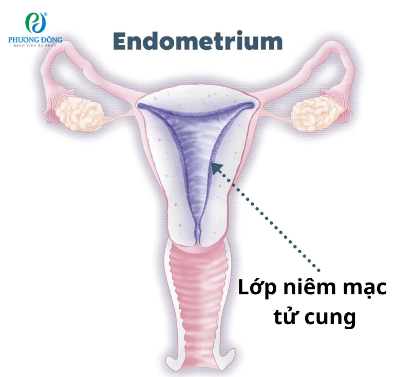 Lớp niêm mạc tử cung đóng vai trò quan trọng trong sức khỏe sinh sản của phụ nữ. 