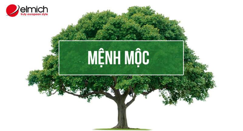 Mệnh Mộc hợp cây gì? Top 10+ loại cây hợp mạng mộc mang lại tài lộc, may mắn