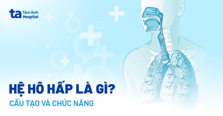 Hệ hô hấp là gì? Gồm những có quan nào? Chức năng và cấu tạo