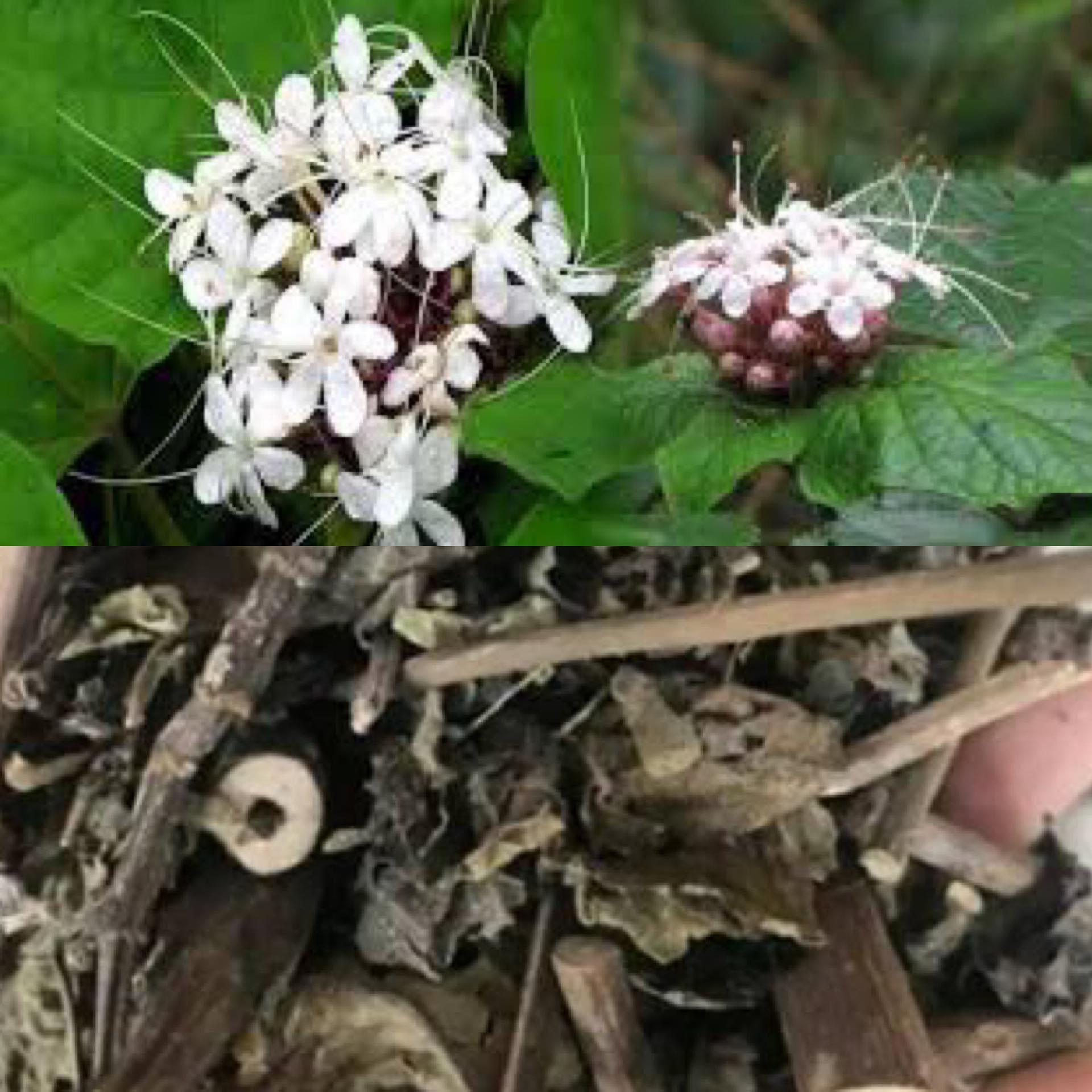 Cây mò trắng - dược liệu có khả năng kháng viêm, chống oxy hóa, bảo vệ gan