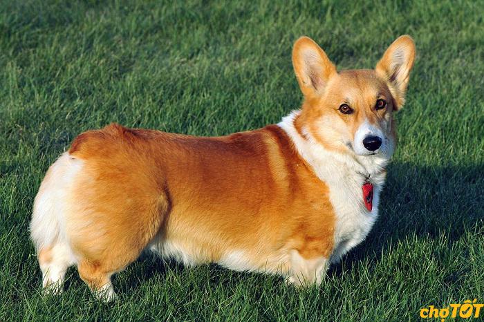 Pembroke Corgi