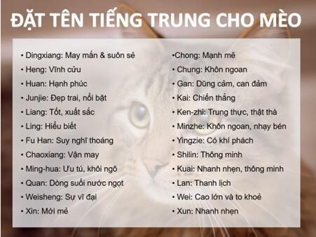 đặt tên cho mèo bằng tiếng trung