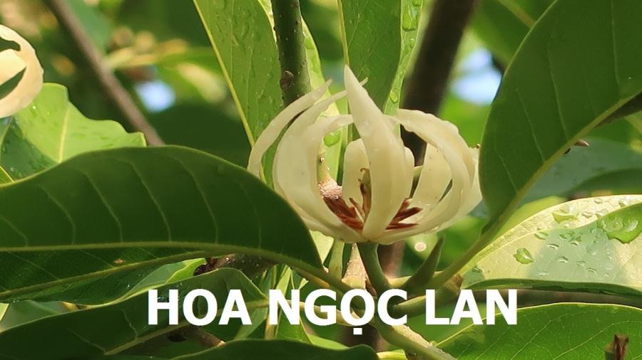 Có nên trồng cây hoa ngọc lan trước cổng nhà không?