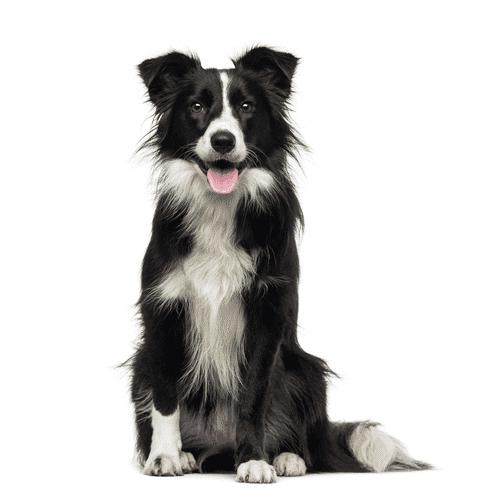 nguồn gốc chó border collie