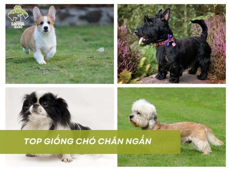 giống chó chân ngắn