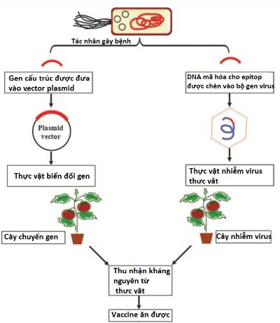 Chuyên đề Sinh học 10 Bài 2 (Cánh diều): Cơ sở công nghệ tế bào thực vật và ứng dụng (ảnh 1)