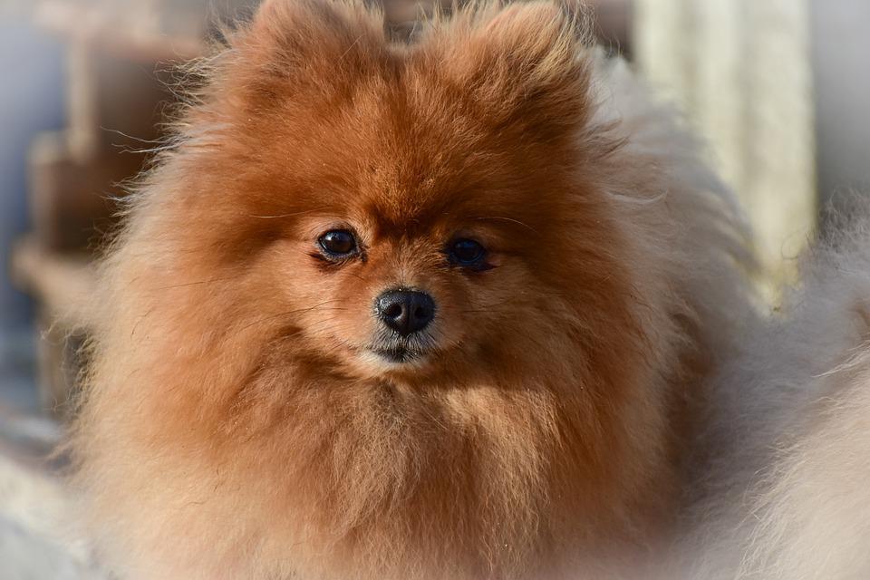 Chó phốc sóc Pomeranian có những loại nào và giá bán