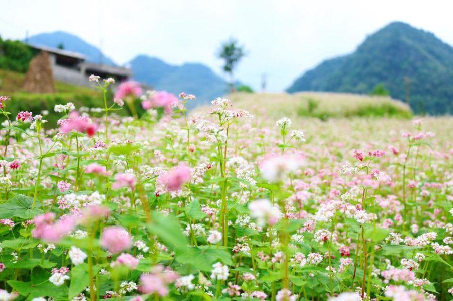 Mùa hoa Tam Giác Mạch vào tháng mấy?