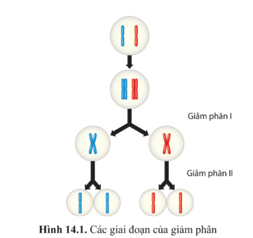 Bài 14. Giảm phân trang 86, 87, 88, 89, 90 Sinh 10 - Cánh diều