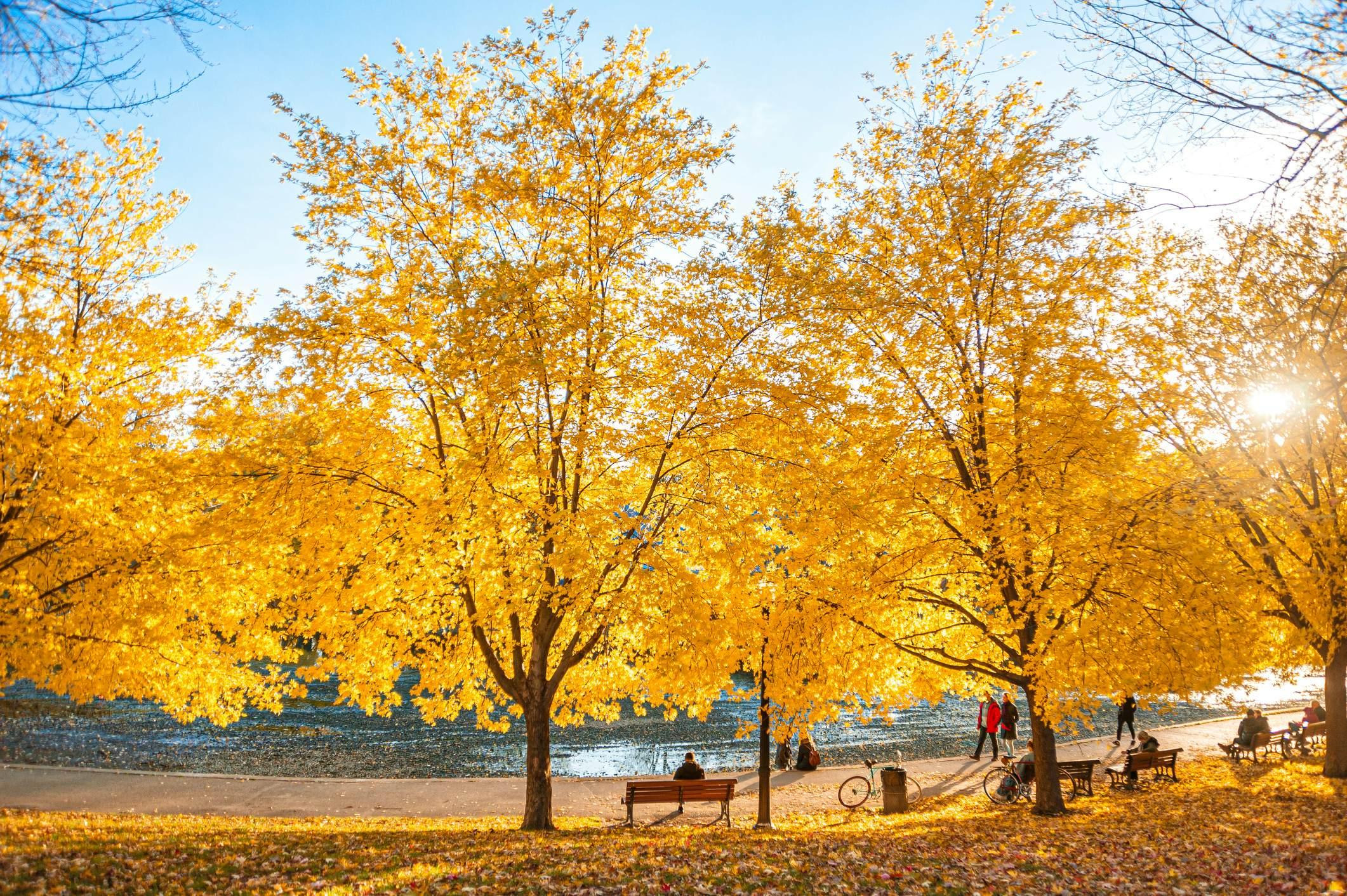 You don't need to leave Montréal to see fall colors - just visit one of its beautiful parks. Eduardo Fonseca Arraes/Getty Images