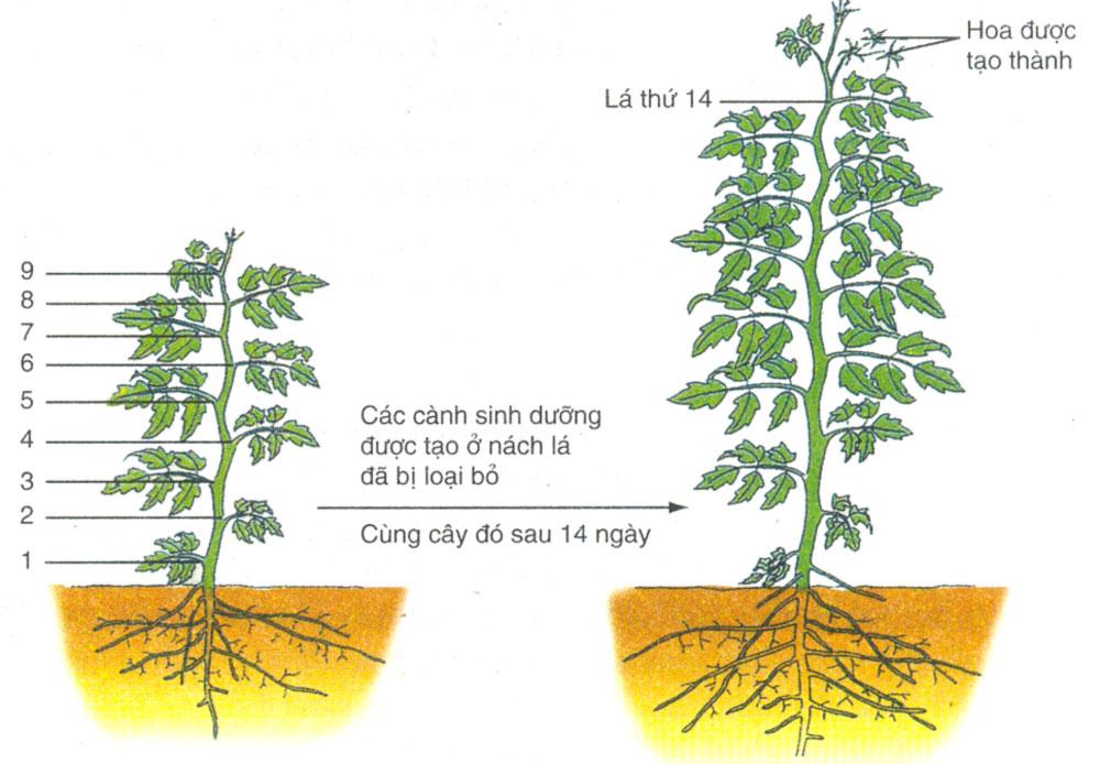 Lý thuyết Phát triển ở thực vật có hoa| Sinh học lớp 11 (ảnh 1)