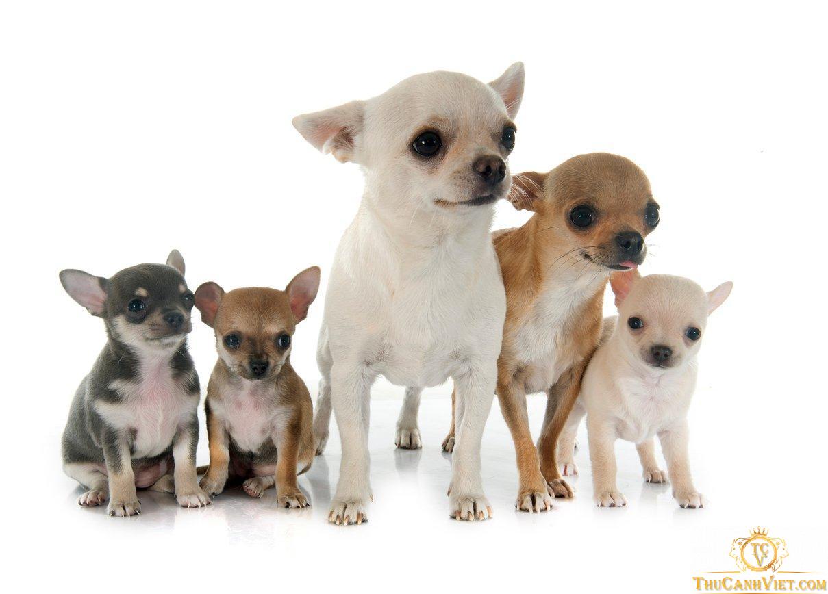 Chihuahua – chú chó cảnh tí hon siêu đáng yêu