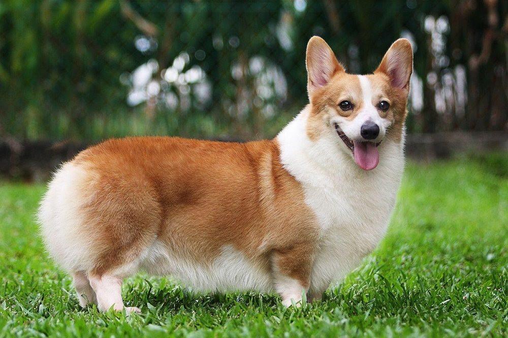 Chó Corgi – Đặc điểm, tính cách, bảng giá và cách chăm sóc