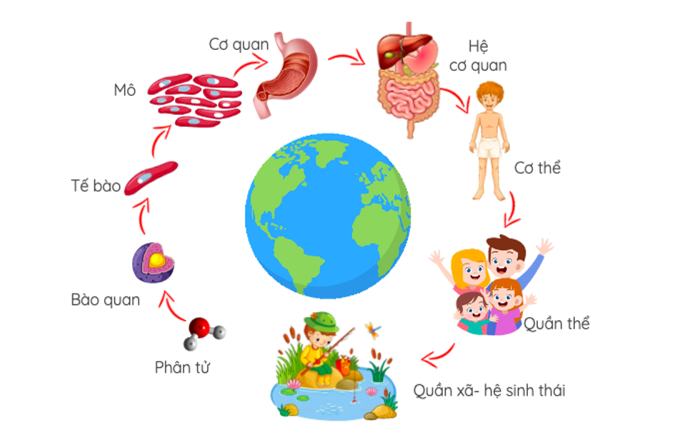 Khái niệm đặc điểm chung của các cấp độ tổ chức sống</>