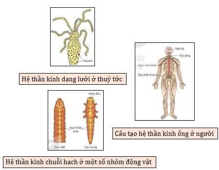 Các hình thức cảm ứng ở động vật