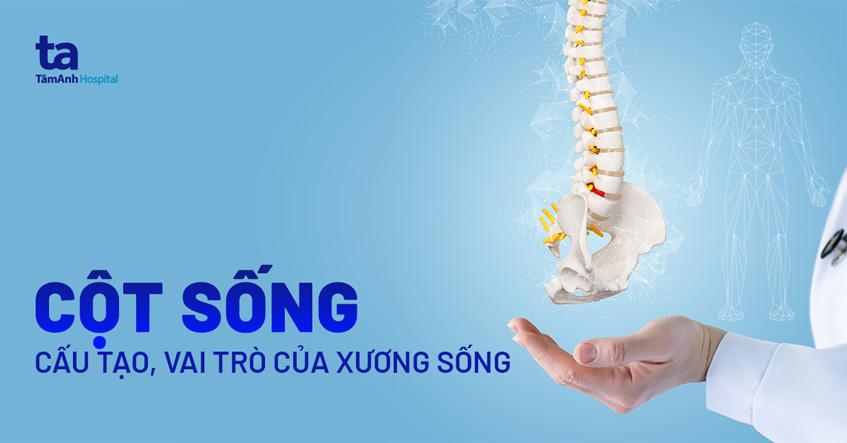 cấu tạo và vai trò của cột sống