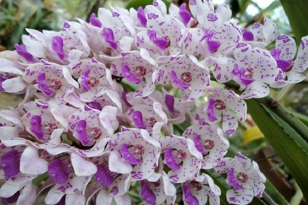 Hoa Lan Tai Trâu: Cách trồng và kích rễ cho Lan Đai Châu - 2