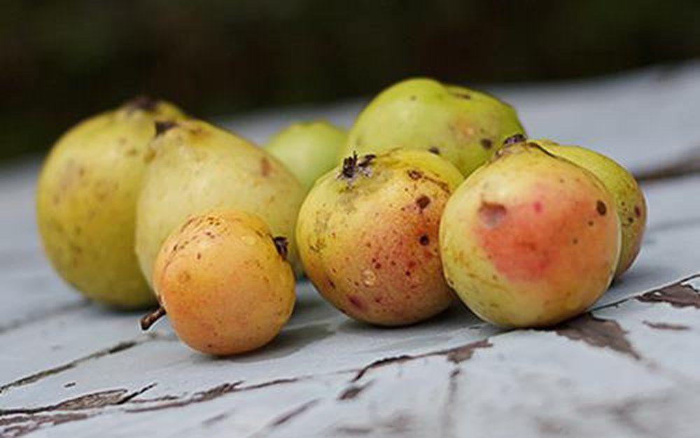 táo mèo ngâm đường