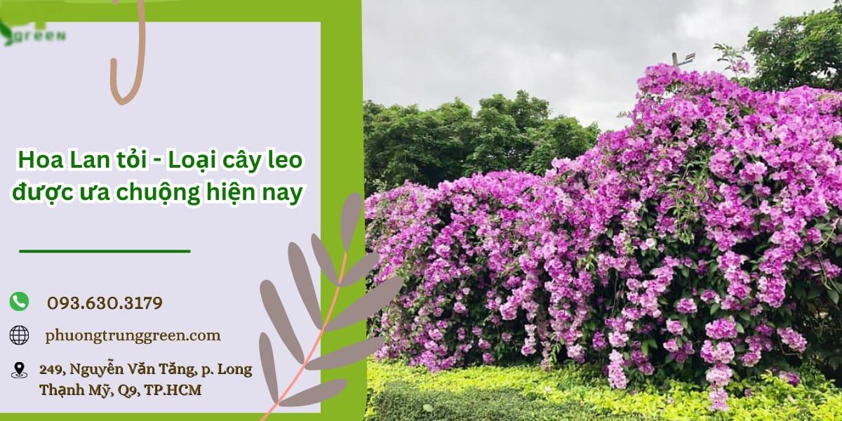 Hoa Leo Lan Tỏi
